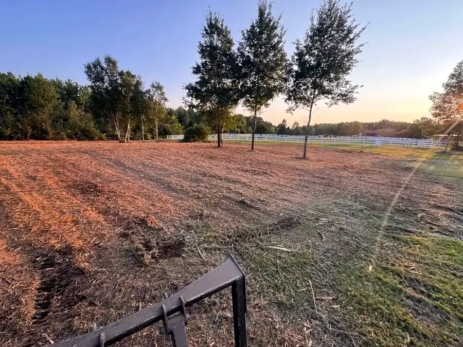 Mulched ground and standing trees at dusk