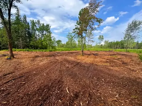 Freshly mulched clearing with a few trees left standing