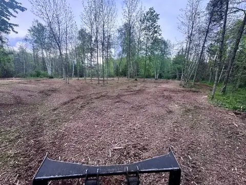 Thinned stand of trees with the ground mulched clean