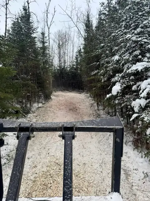 Mulched trail through snow-covered spruce