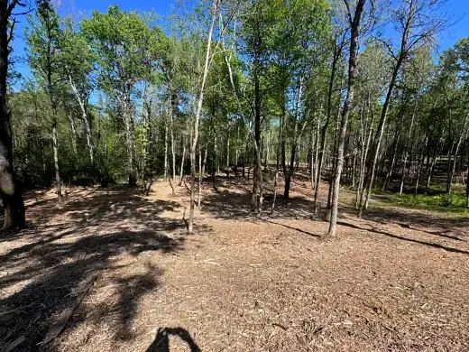 Underbrush cleared between hardwoods