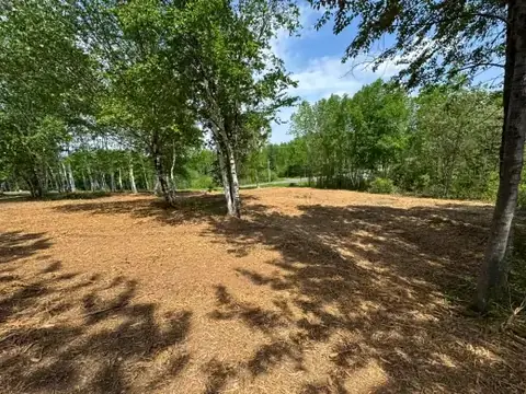 Yard mulched under birch trees